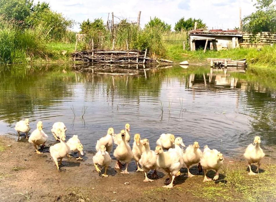Biohof Am Turawa-See Szczedrzyk Kültér fotó
